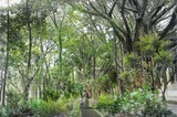 深圳市深南大道景觀設計暨空間規劃概念設計國際競標（中標，合作）